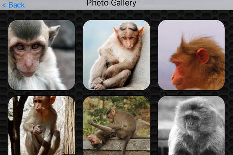 Monkey Video and Photo Galleries FREE screenshot 4