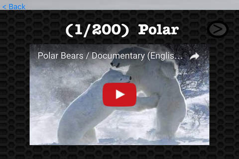 Polar Bear Video and Photo Galleries FREE screenshot 3