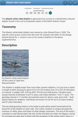 Directory of dolphins screenshot 2