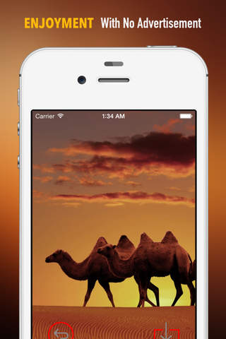 Camel Wallpapers HD: Quotes Backgrounds with Art Pictures screenshot 2