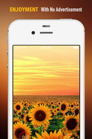 Sunflower Wallpapers HD: Quotes Backgrounds with Art Pictures screenshot 2