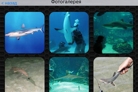 Shark Photos & Video Galleries FREE screenshot 4
