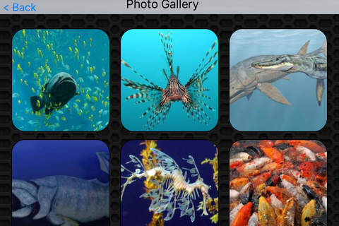 Fish Video and Photo Galleries FREE screenshot 4