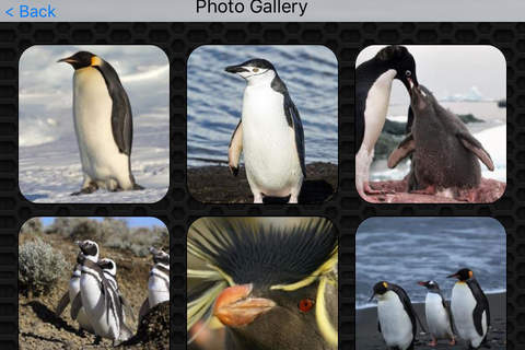 Penguin Photos & Video Galleries FREE screenshot 4
