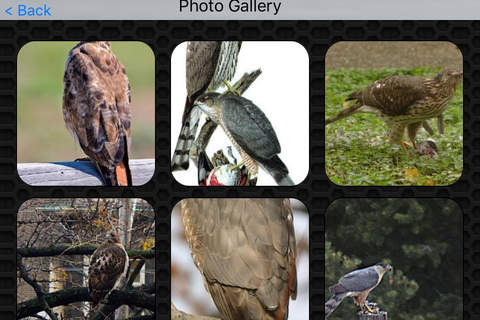 Wild Birds Hawk Photos & Video Galleries FREE screenshot 4