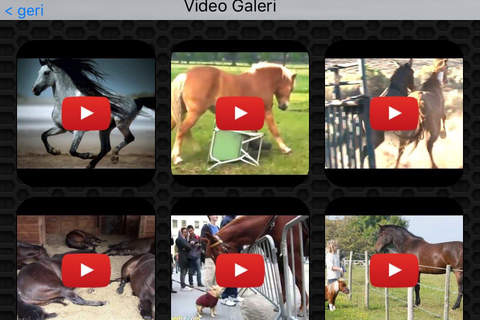 Horse Photos & Video Galleries FREE screenshot 2
