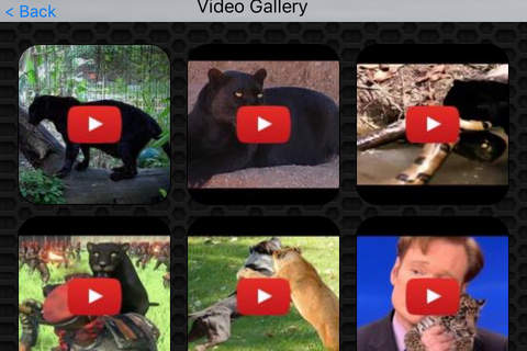 Wild Panther Video and Photo Gallery FREE screenshot 2
