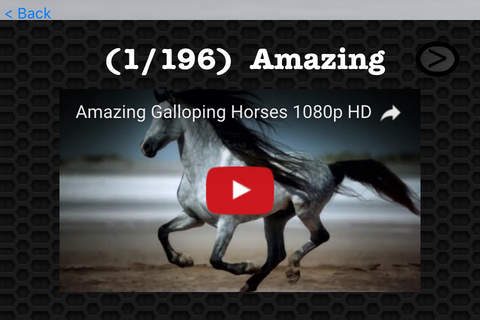 Horse Video and Photo Galleries FREE screenshot 3