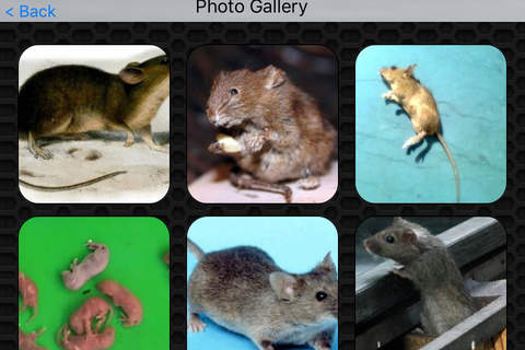 Mouse Photos & Video Galleries FREE screenshot 4