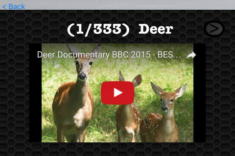 Deer Video and Photo Galleries FREE screenshot 3