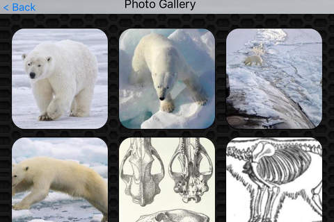 Polar Bear Photo Galleries FREE screenshot 4