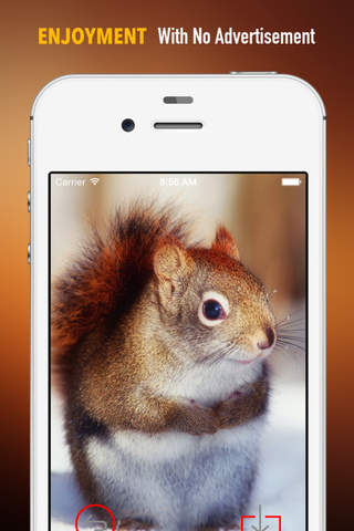 Squirrel Wallpapers HD: Quotes Backgrounds with Art Pictures screenshot 2