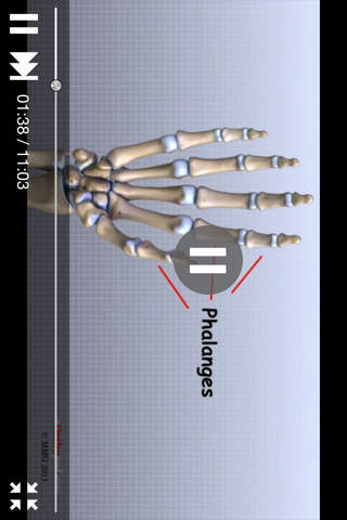 Anatomy for Beginners screenshot 3