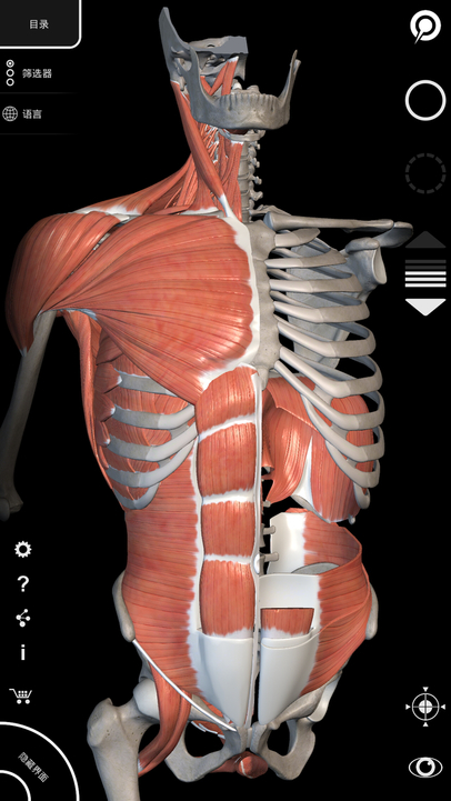 肌肉系统 – 三维解剖学图谱 – 人体的骨骼和肌肉 muscular system