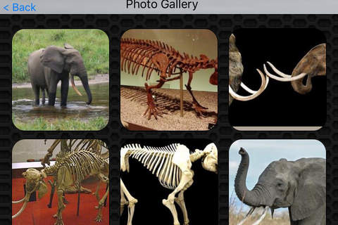 Elephant Video and Photo Galleries FREE screenshot 4