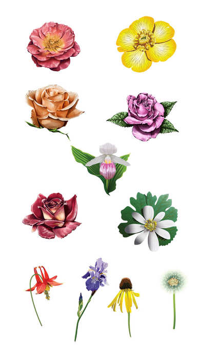 Roses and Flowers - Flower Art - Love, Friendship screenshot 3