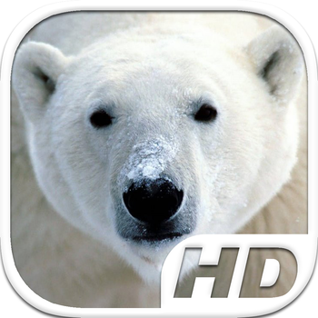 Polar Bear Simulator HD Animal Life LOGO-APP點子