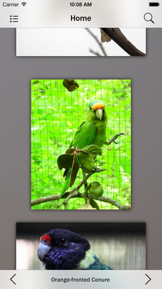 Parrots Species