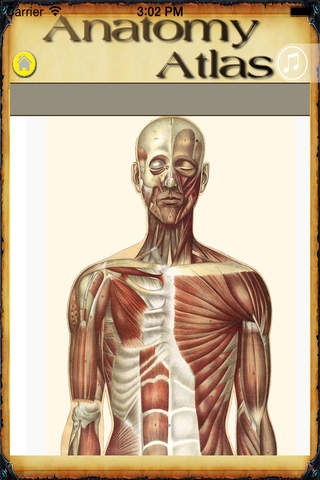 Human Body Atlas - The Handiest Human Anatomy Atlas for Organ Anatomy & Skeleton Anatomy & Muscular Anatomy! screenshot 3