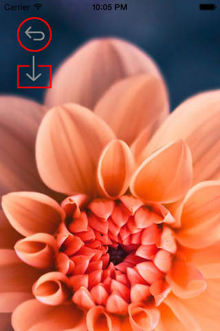Best HD Flowers Art Wallpapers for iOS 8 Backgrounds: Nature Theme Pictures Collection screenshot 3