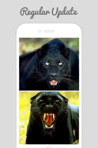 Black Panther Wallpapers screenshot 2