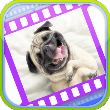 Funny Dog Videos - Funniest Moments LOGO-APP點子