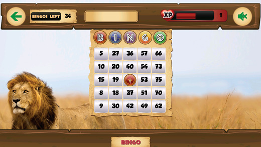 免費下載遊戲APP|Bingo Safari app開箱文|APP開箱王