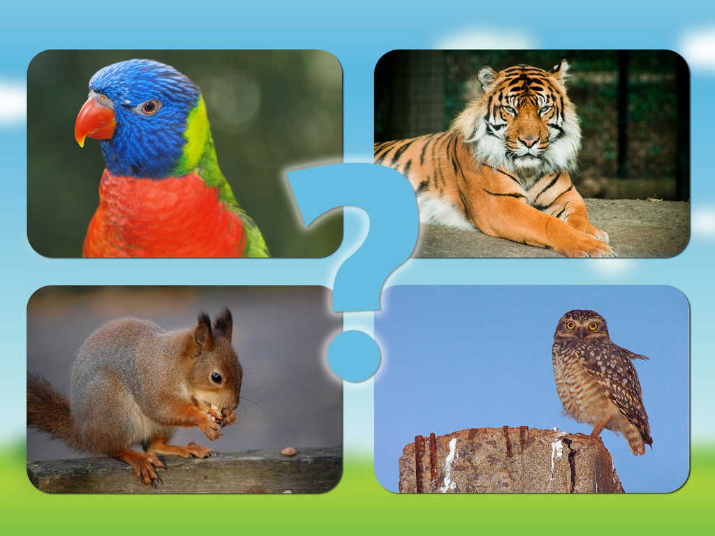 App Shopper: Animal sounds and photos for kids and babies - Touch to