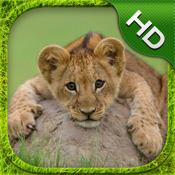 Lion Cub Simulator - HD 遊戲 App LOGO-APP開箱王