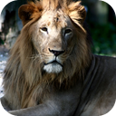 Amazing Wild Animals - Wallpapers & Slideshow HD mobile app icon