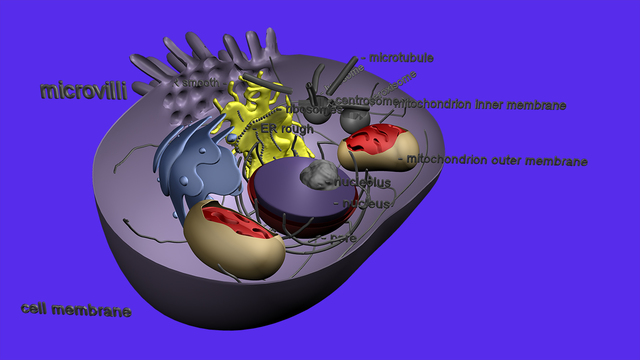 Cell Structure in 3D Animal Plant Prokaryotic