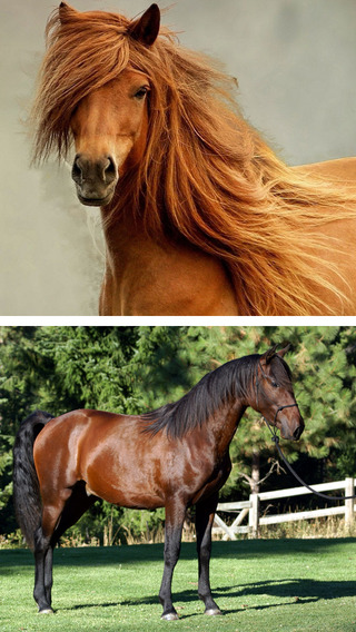 免費下載生活APP|Horse Wallpapers HD - FREE Download Beautiful Collection of Running Horses Breeds Pictures app開箱文|APP開箱王