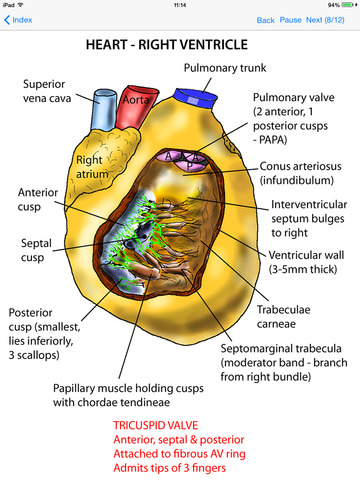 【免費醫療App】Anatomy Lectures Thorax and Abdomen-APP點子