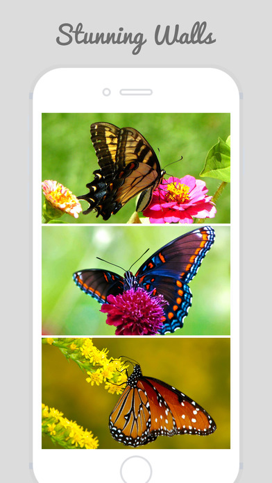Beautiful Butterfly Wallpapers screenshot 3