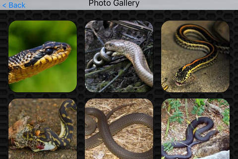 Snake Photos & Videos Premium screenshot 4