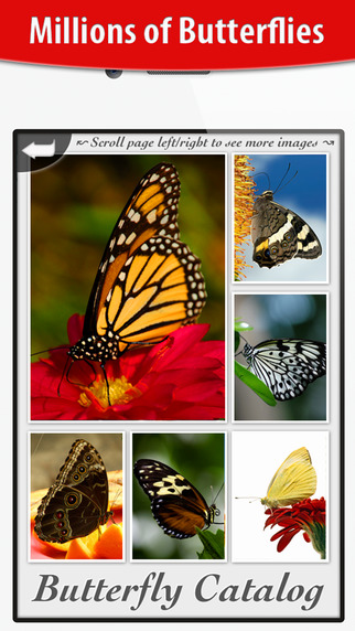 免費下載娛樂APP|Beautiful Butterflies in HD for iOS 8 and iPhone 6 app開箱文|APP開箱王