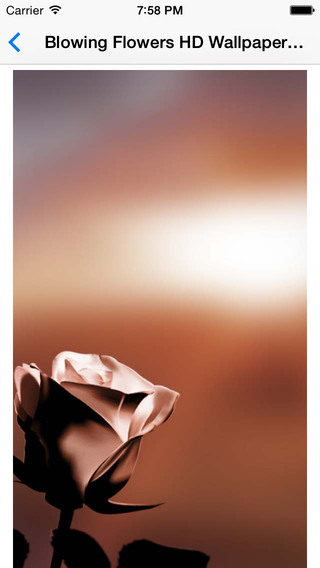 【免費娛樂App】Blowing Flowers HD wallpaper for whatsapp-APP點子