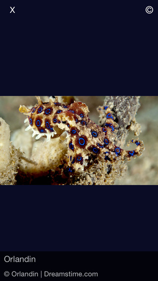 免費下載書籍APP|Invertebrates, by Reef Life app開箱文|APP開箱王