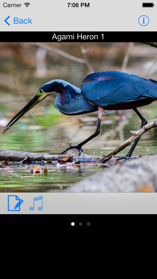 免費下載書籍APP|Costa Rica Birds Field Guide app開箱文|APP開箱王