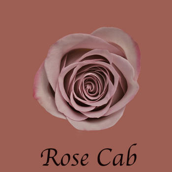 Santa Barbara Rose Cab Taxi LOGO-APP點子