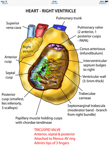 【免費醫療App】Instant Anatomy Flash Cards-APP點子