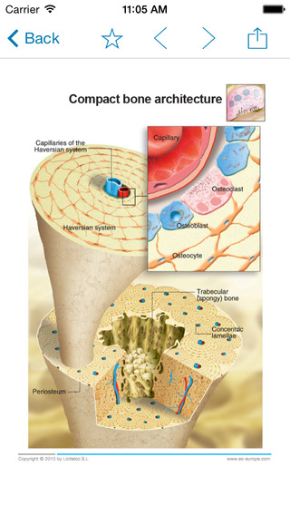 免費下載醫療APP|Miniatlas Osteoporosis app開箱文|APP開箱王