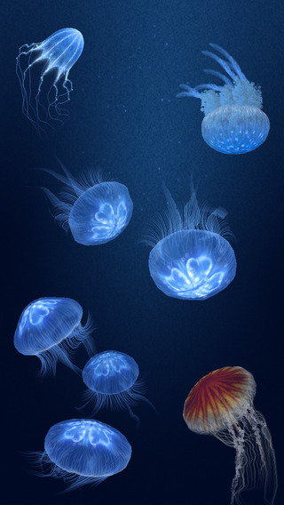 Jellyfish Heaven - relax and sleep well in good dreams