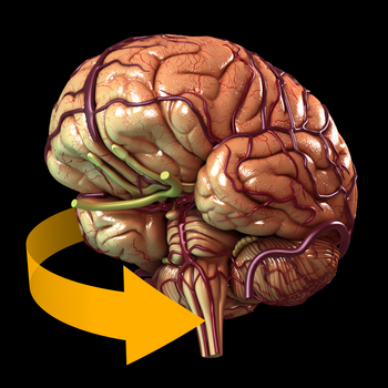 Brain - 3D Atlas of Anatomy LOGO-APP點子