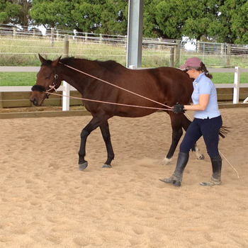 Horse Training LOGO-APP點子