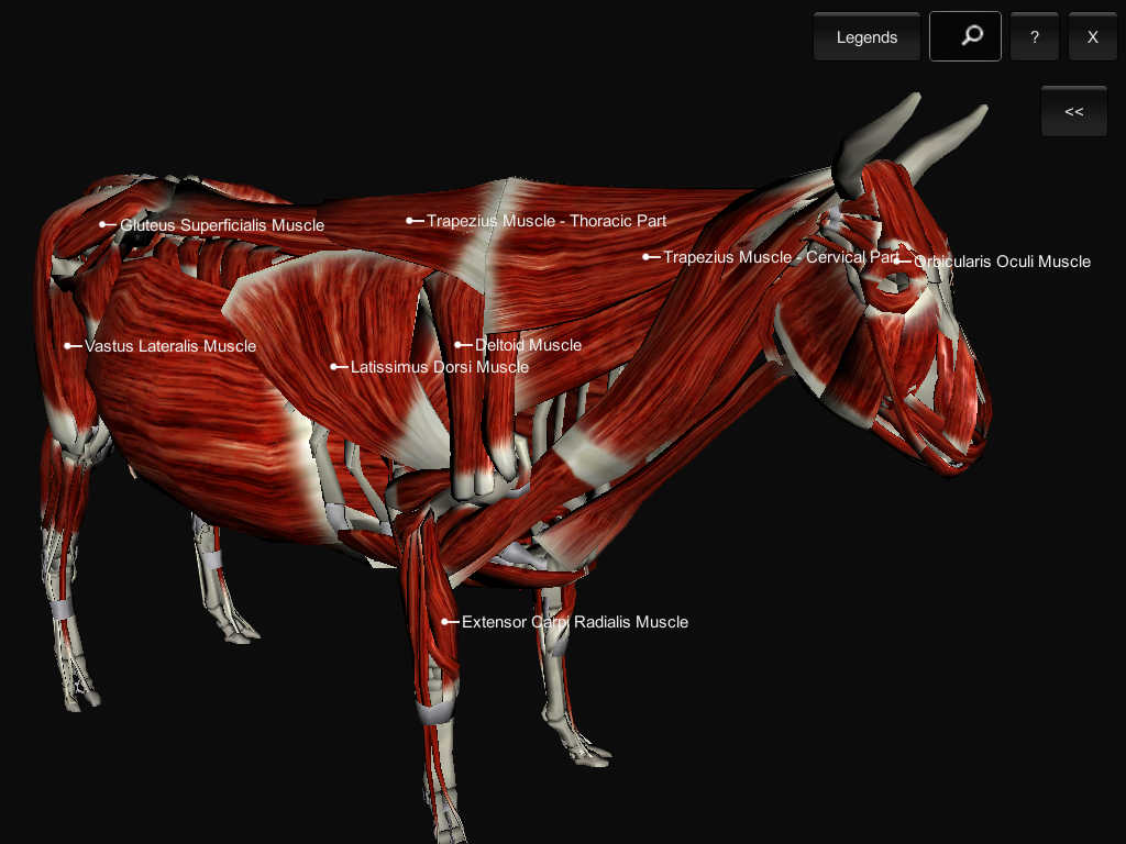 App Shopper: 3D Bovine Anatomy (Education)