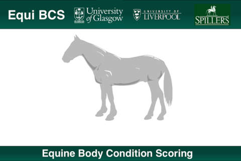 Equine Body Condition Scoring screenshot 2