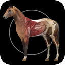 Horse Anatomy: Equine 3D mobile app icon