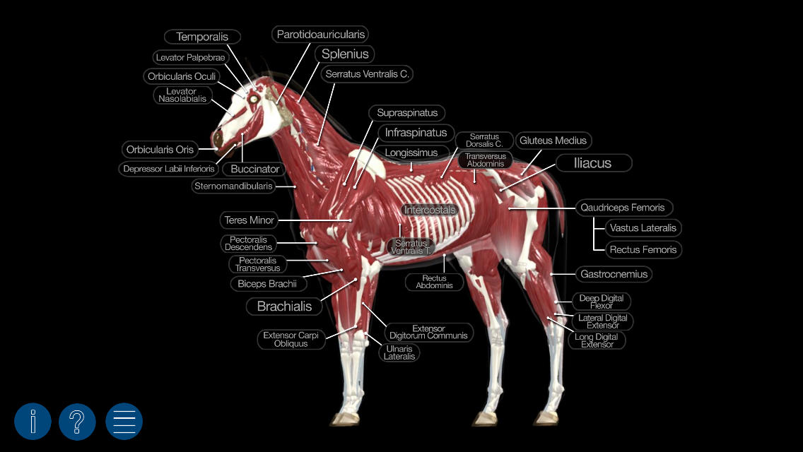 App Shopper: Horse Anatomy: Equine 3D (Medical)