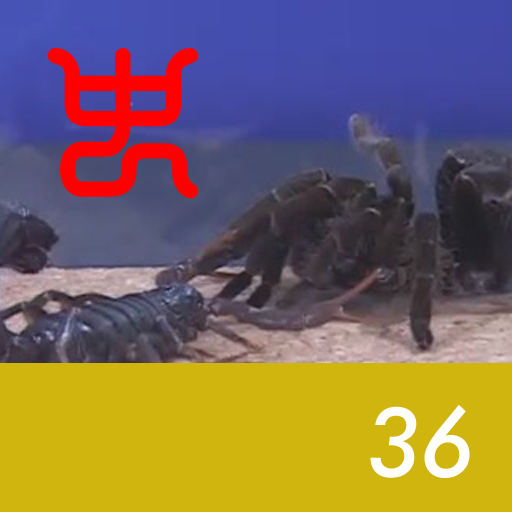 Insect arena 4 - 36.Giant deathstalker VS Goliath Baboon